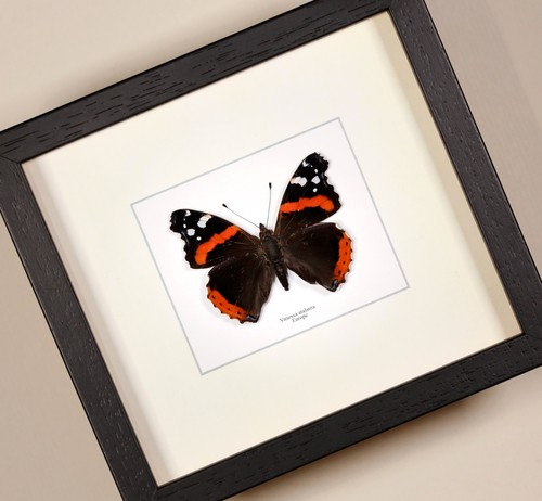 Véritable papillon vanessa - véritable,