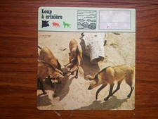 LOUP A CRINIERE Chrysocyon Carte collection 1975 fiche animal   lobby card 