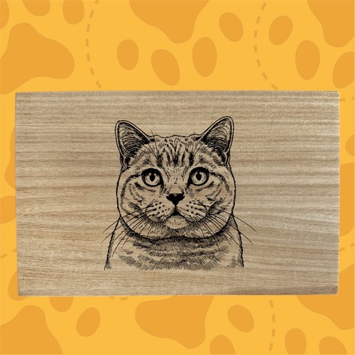 British shorthair cat - british,