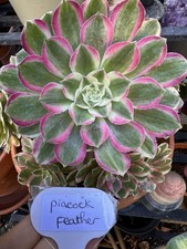 ?AEONIUM  Peacock Feather Lot De 3 Boutures  Non Racines
