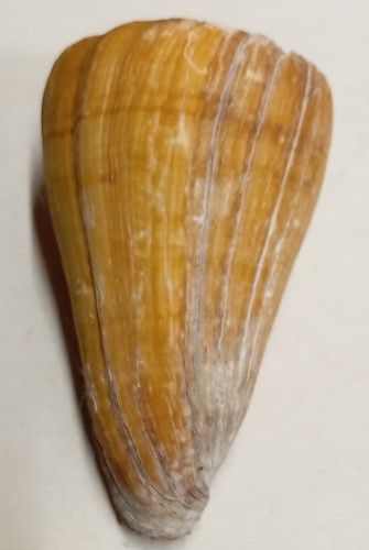 Conus distans - (fraterconus),