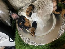 Miniature Pinscher Realistic