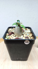 Adenium socotranum live - adenium, socotranum➡️live