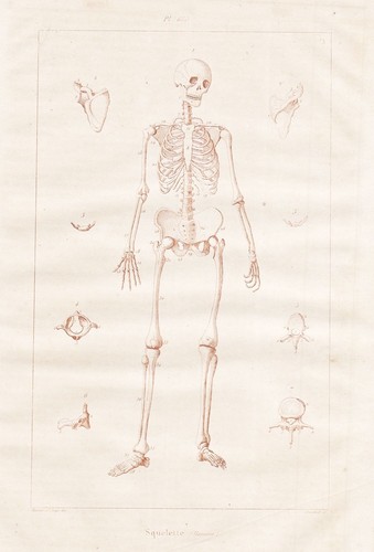 Squelette skeleton humains - skeleton,