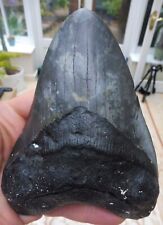 Grand Megalodon Dent - 14.2cm