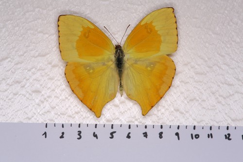 Phoebis rurina mâle perou - phoebis, mâle,