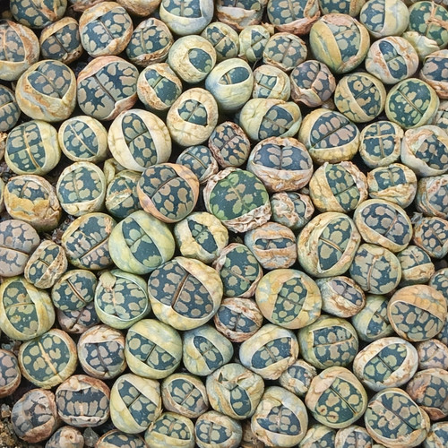 Lithops otzeniana seeds - lithops,