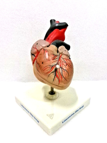 Modèle anatomique coeur - modèle,