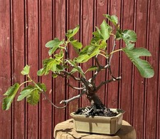 BONSAÏ  FIGUIER. FICUS CARICA