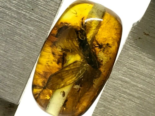 Ambre baril perle insect - baril,