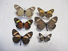 Entomologie Nymphalidae Actinote  6 specimens déterminés Equateur