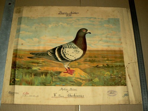 Pigeon voyageur corbeil - pigeon,