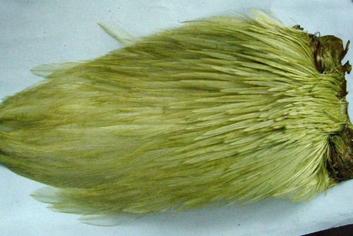 Cou coq indien - indien, clair