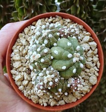 ASTROPHYTUM ASTERIAS RURI