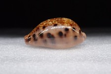 05 - Sea shells - Cypraea