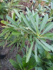 Plumeria stenophylla talée - stenophylla,