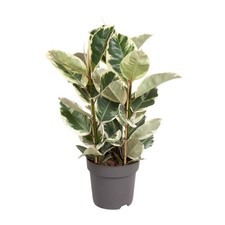 Plante intérieur ficus - plante, d'intérieur