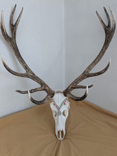 Massacre cerf - massacre, de