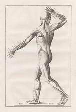 Muscles Du Corps Humain