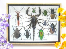 Insectes 3D - exotiques réel