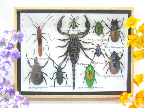 Insectes exotiques réel - insectes,