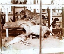 Tigre Animal empaillé Zoologie c1920 Photo Stereo Vintage Plaque V35L21n2