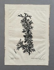 Robinier féroce, gravure botanique par Mixelle l'Ainé, gravure ancienne, XVIIIe