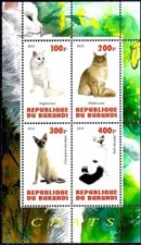 Chats Animaux de compagnie Angora Maine coon Shorthair York Domestic Animaux m