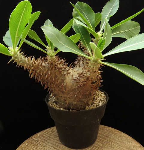 Pachypodium horombense caudex - horombense,