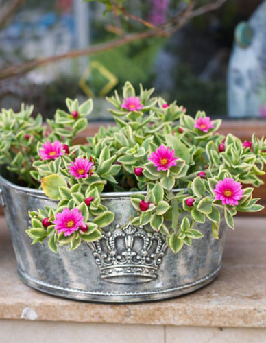 Succulentes à - 👉,