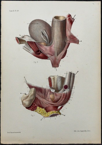 1866 périnée masculin - -,