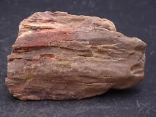 Bois pétrifié , In Salah , Reggane , Tanezrouft , Sud Saharien , Algérie