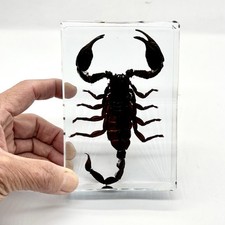 Asian Forest Scorpion Specimen