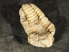 Big! 460 MILLION Year Old