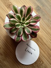 🌺AEONIUM  LINA  Lot De 2