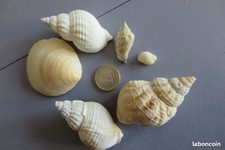 Vintage lot de 6 coquillages