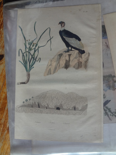 Gravure ancienne xix nature - gravure,