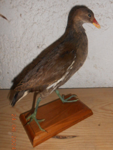 Ancienne taxidermie oiseau - ancienne,