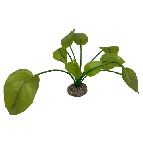 Aqua della anubias - della, décoration