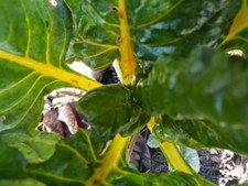 Jaune canari bette à carde suisse - mangold - 50+ graines - COLORE et FINE ! ...