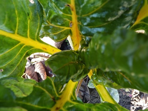 Jaune canari bette - à, carde