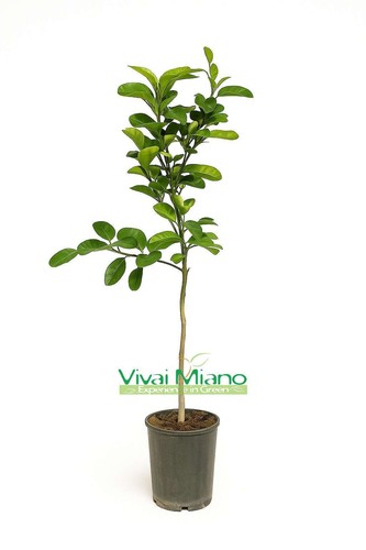 Plante orange tardive image - orange,