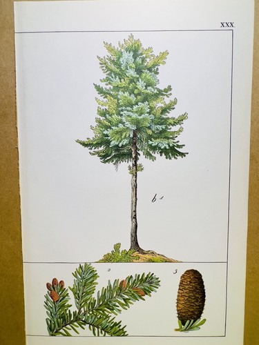 Affiche plantes anciennes - affiche,