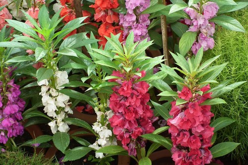 Graines impatiens balsamina - impatiens,