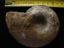 Ammonite du Callovien : Quenstedtoceras sutherlandiae (Sowerby, 1827)