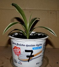 Jeune Chlorophytum N°7