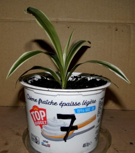 Jeune chlorophytum 7 - jeune, n°7