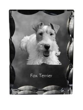 Fox Terrier Wirehaired