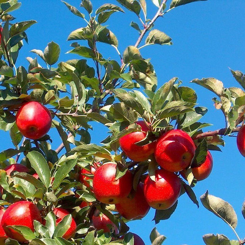 Pommier gala malus - 'gala',