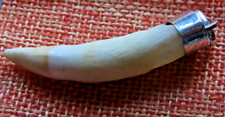 Dent de crocodile amazonien en argent 925 authentique